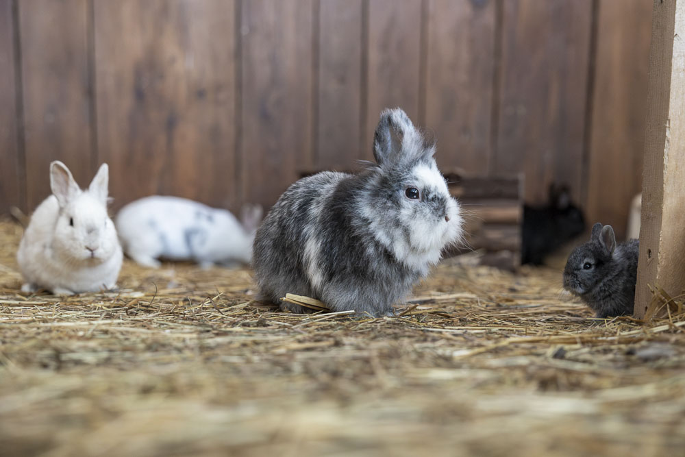 Eine Gruppe Kaninchen in einem gemütlichen Stall im Streichelzoo Laudegg hüpft auf einem mit Stroh bedeckten Boden herum. Im Vordergrund fällt ein grau-weißes Kaninchen auf, während die braunen, weißen und schwarzen Gefährten verspielt vor dem Hintergrund der Holzwände herumstreunen.